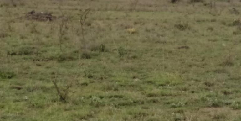 View from the land facing the Suraya Estate-Sabaki